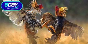 Đá Gà C1 – Đấu Trường Đỉnh Cao Của Những Chiến Kê