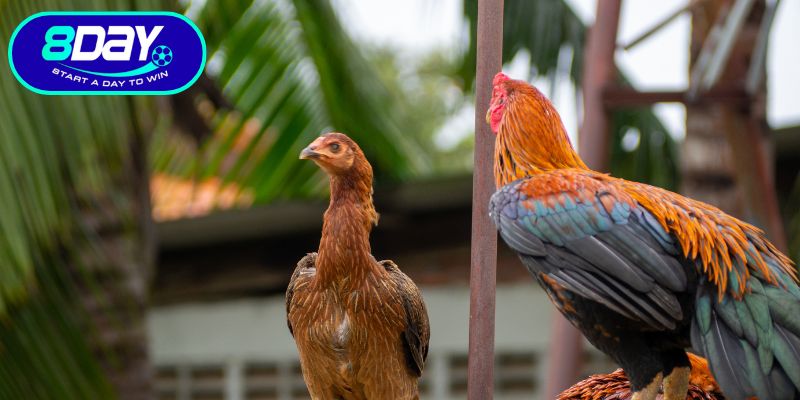 Hiểu rõ sức hút của đá gà 8day