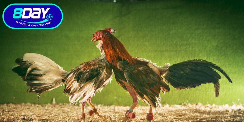 Kỹ năng tham gia sảnh cược chiến kê