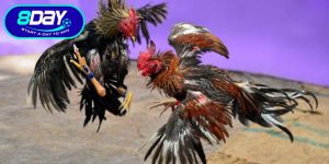 Trường Gà Thomo Đỉnh Cao Cá Cược Kịch Tính Nhất 2026